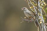 Rufous-crowned Sparrowborder=